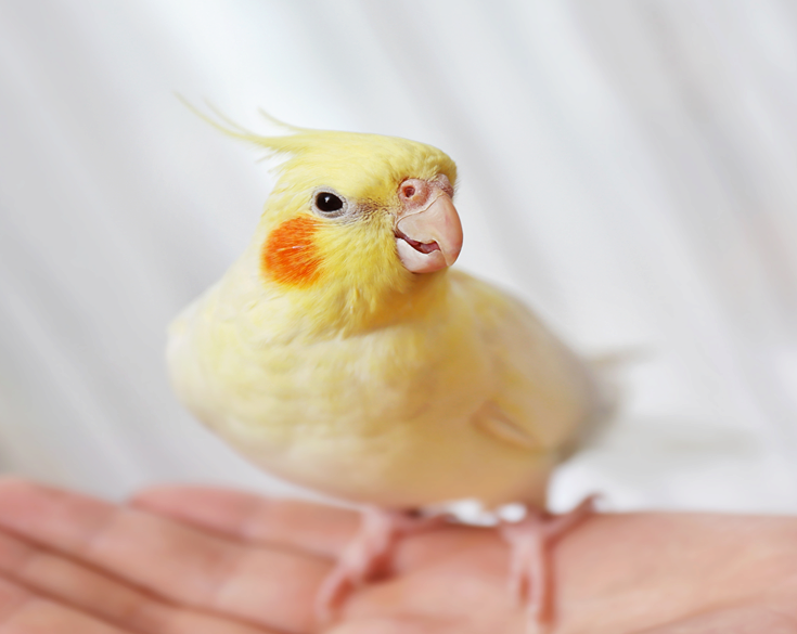 Yellow Cockatiel